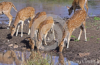 Spotted deer fawns at pond Stock Photo