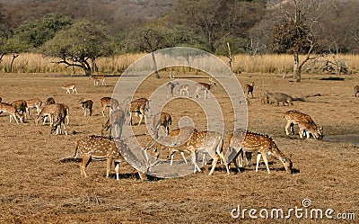 Spotted deer herd Stock Photo