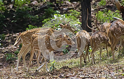 Spotted Deer Herd in the Forest Stock Photo