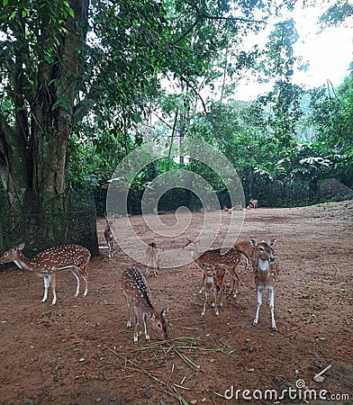 spotted deer living in groups eating their lunch Stock Photo