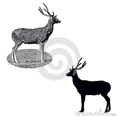 Spotted deer Stock Photo