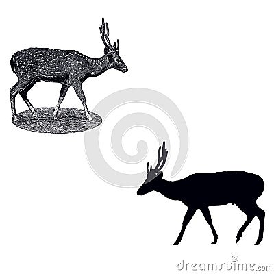 Spotted deer Stock Photo