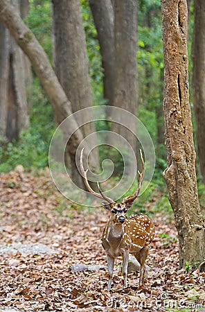 Spotted deer Male stag portrait in the forest Stock Photo