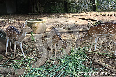 A spotted deer is playing tricks on a friend eating green grass at the Semarang Zoo Editorial Stock Photo