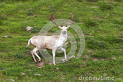 Spotted deer poses for the photographer Stock Photo