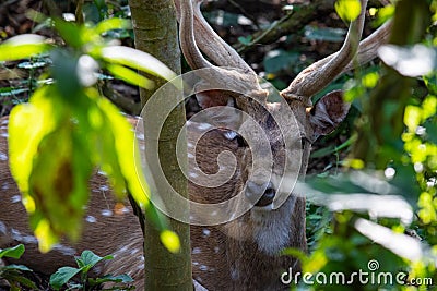 Spotted Deer Resting in Shade Stock Photo