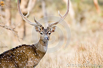 Spotted Deer Stag Stock Photo