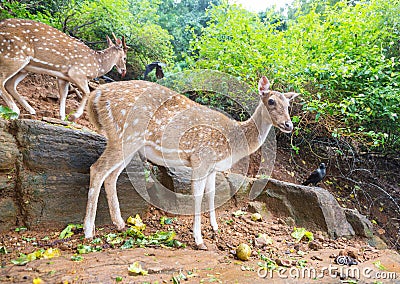 Spotted deer Stock Photo