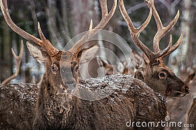 Spotted deer in the winter forest. Stock Photo