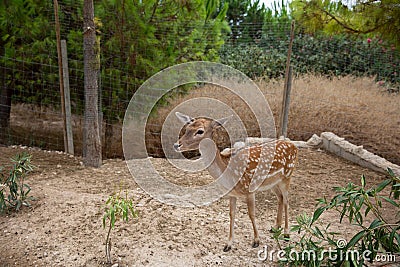 Spotted deer in the zoo. The deer is in the park. Terra Natura. Stock Photo