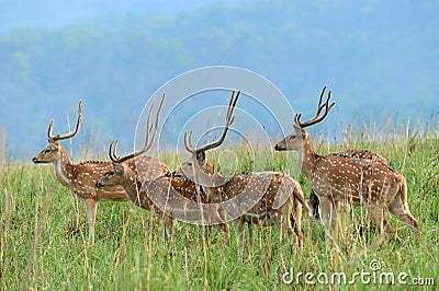 Spotted deers at grasslands Stock Photo