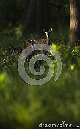 Spotted deers in woods Stock Photo