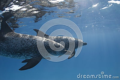 Spotted Dolphin Pair Stock Photo