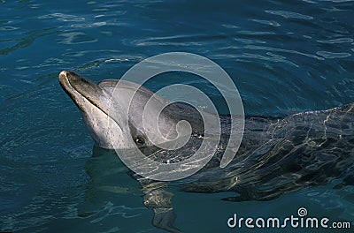 Spotted Dolphin, stenella frontalis, Head of Adult at Surface, Bahamas Stock Photo
