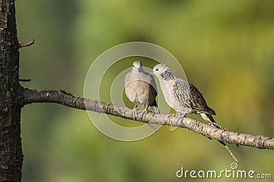 Spotted dove in Ella, Sri Lanka Stock Photo