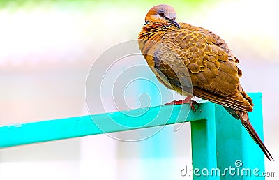 Spotted dove or pigeon Stock Photo