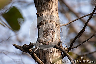 Spotted Dove Spilopelia chinensis in the Forest Stock Photo