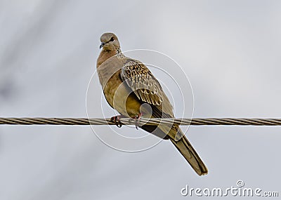 The spotted dove Spilopelia chinensis Stock Photo