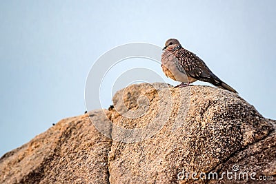 Spotted Dove or Streptopelia chinensis Stock Photo