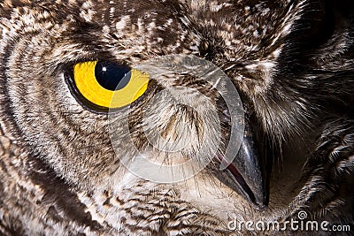 Spotted Eagle Owl Stock Photo