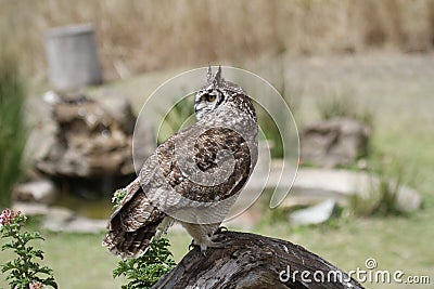 Spotted Eagle Owl Stock Photo