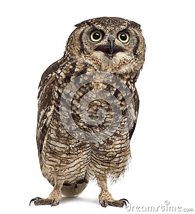 Spotted eagle-owl - Bubo africanus Stock Photo