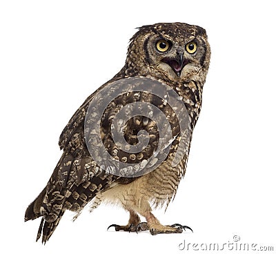 Spotted eagle-owl - Bubo africanus Stock Photo