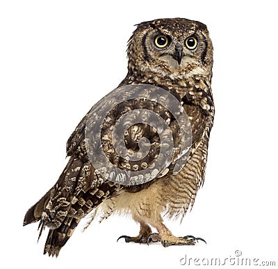 Spotted eagle-owl - Bubo africanus Stock Photo