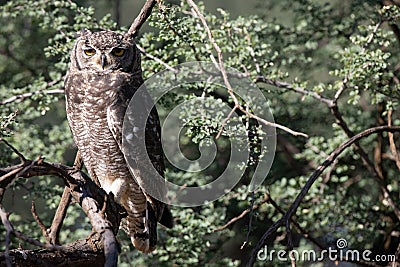 Spotted Eagle Owl on a Stick Stock Photo