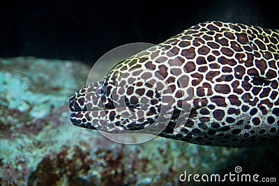 Spotted Eel Stock Photo
