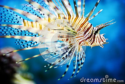 Spotted Fin Lionfish Stock Photo