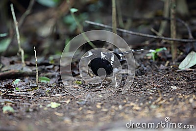 Spotted forktail in Dalat, Vietnam Stock Photo