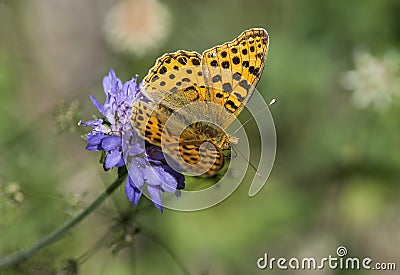 Spotted fritillary Melitaea didyma, Stock Photo