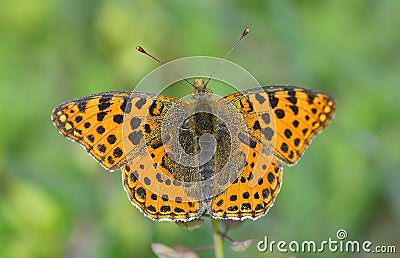 The spotted fritillary or red-band fritillary Melitaea didyma Stock Photo