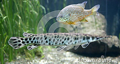 Spotted gar 1 Stock Photo