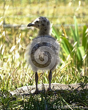 Spotted gull chick in down rear view Stock Photo