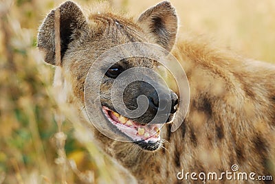 Spotted Hyaena (Crocuta crocuta) Stock Photo