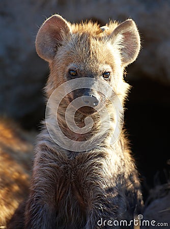 Spotted hyaena (Crocuta crocuta) Stock Photo