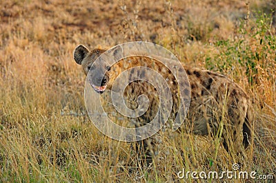 Spotted Hyaena (Crocuta crocuta) Stock Photo