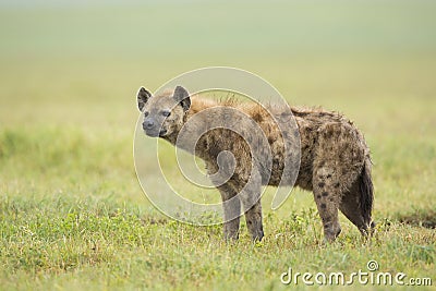 Spotted Hyaena (Crocuta crocuta) Tanzania Stock Photo