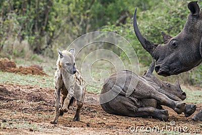 Spotted hyaena and white rhinoceros in Kruger National park, Sou Stock Photo
