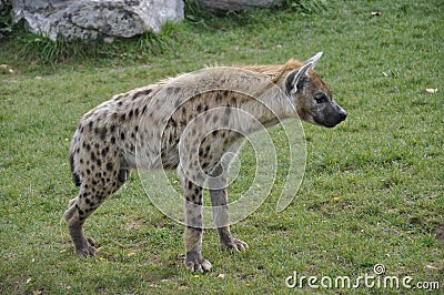 Spotted Hyena Stock Photo