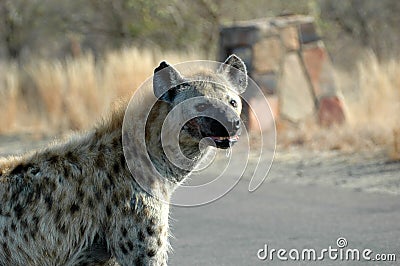 Spotted Hyena Stock Photo