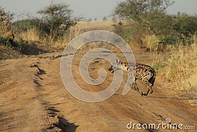 Spotted Hyena Running on a Dirt Road Stock Photo
