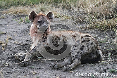 Spotted Hyena Stock Photo