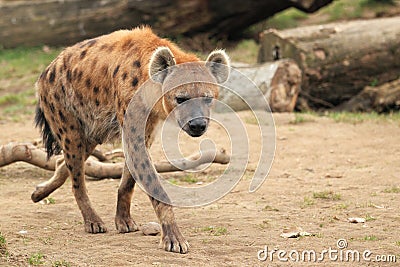 Spotted hyena Stock Photo