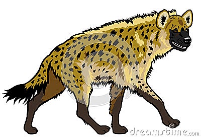 Spotted hyena Vector Illustration