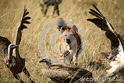 Spotted Hyena Stock Photo