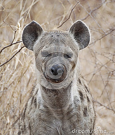 Spotted Hyena Stock Photo