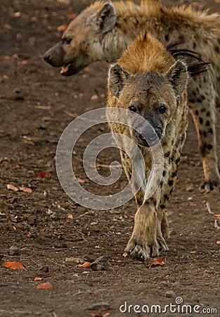 Spotted Hyena approaching Stock Photo